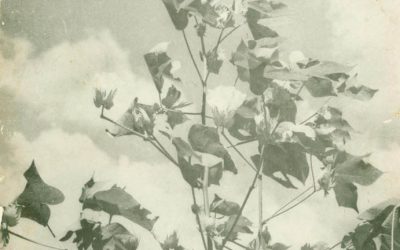 Revista do Fisco – Edição 024